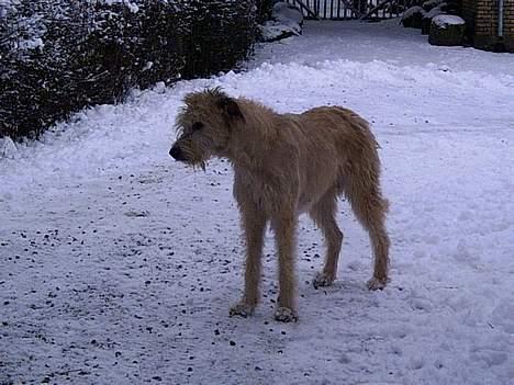Irsk ulvehund Tumling - Dronning  Tumling   billede 5