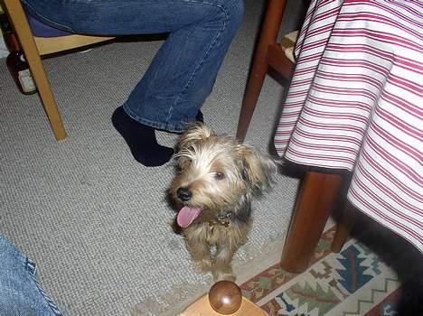 Blanding af racer Nelson billede 12