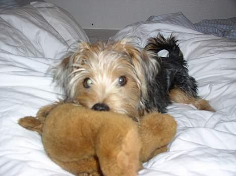 Blanding af racer Nelson billede 13