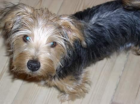 Blanding af racer Nelson billede 14