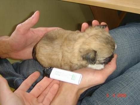 Chihuahua Kiwi - 4 uger billede 2