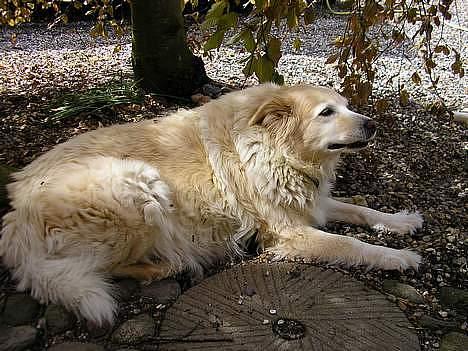 Blanding af racer Luna R.I.P 15/6.06 <3<3  billede 2