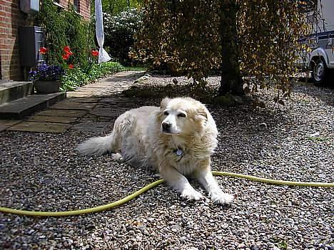 Blanding af racer Luna R.I.P 15/6.06 <3<3  billede 3