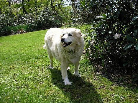 Blanding af racer Luna R.I.P 15/6.06 <3<3  billede 4