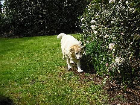 Blanding af racer Luna R.I.P 15/6.06 <3<3  billede 5