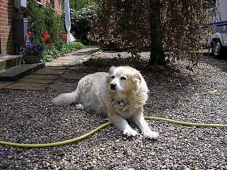 Blanding af racer Luna R.I.P 15/6.06 <3<3  billede 6