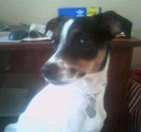 Dansk svensk gaardhund mille - mille<<3 ser noget utrolig spændene billede 1