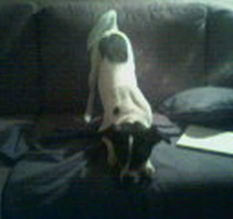 Dansk svensk gaardhund mille - Mille leger i sofan., <3 billede 2