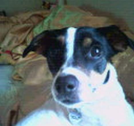 Dansk svensk gaardhund mille - hej alle sammen<3 billede 3