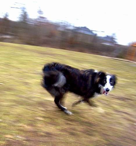Border collie Fie (forældres) billede 15