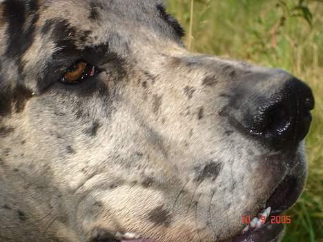 Grand danois Apollo *Savner dig* billede 11