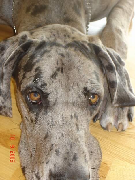 Grand danois Apollo *Savner dig* billede 12