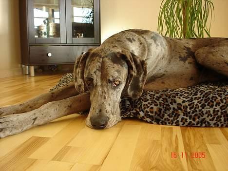 Grand danois Apollo *Savner dig* billede 13