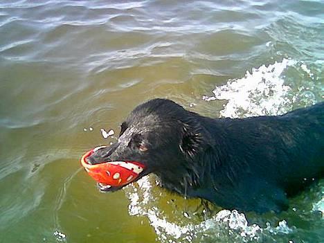 Blanding af racer Victor - Juhhu jeg svømmer næsten med bolden i munden :) billede 3