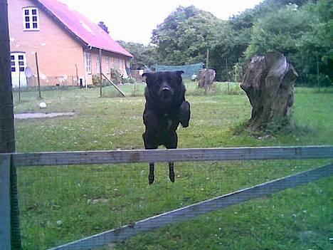 Blanding af racer Victor - Ser jeg ikke lidt sej ud når jeg springer her over denne store låge forhindring? billede 5