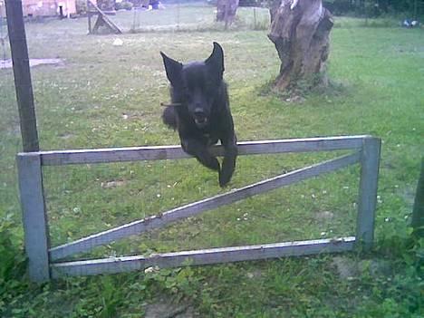 Blanding af racer Victor - Denne låge er en smugle mindre.. Men den er da fin nok at springe over :-) billede 6