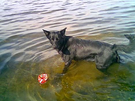 Blanding af racer Victor - Weeeee... hvor det går.. billede 7