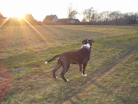 Staffordshire bull terrier Oskar - *NYT* Oskar nyder aftensolen billede 13
