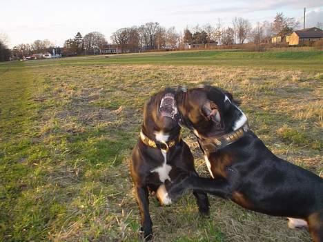 Staffordshire bull terrier Oskar - *NYT* Oskar leger med mor Abby billede 14