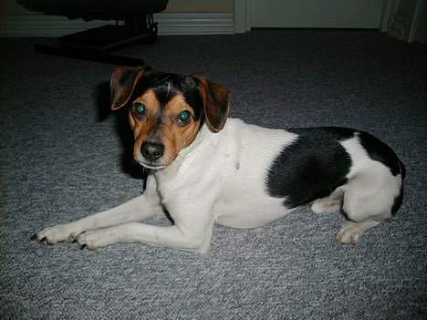 Dansk svensk gaardhund Buster - Hej jeg hedder Buster. billede 1