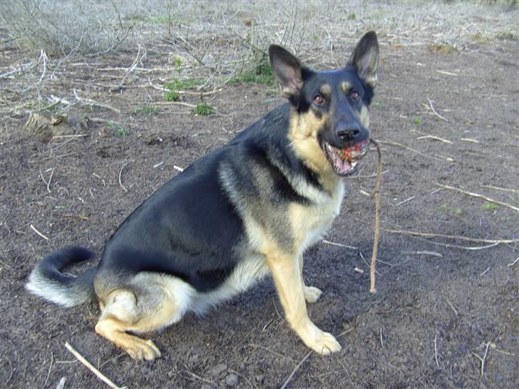 Schæferhund Bella - hej, se hvor stor jeg er blevet, siden sidst billede 1