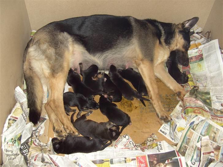 Schæferhund Bella - her er mit første og eneste kuld hvalpe, siger min ejer billede 2