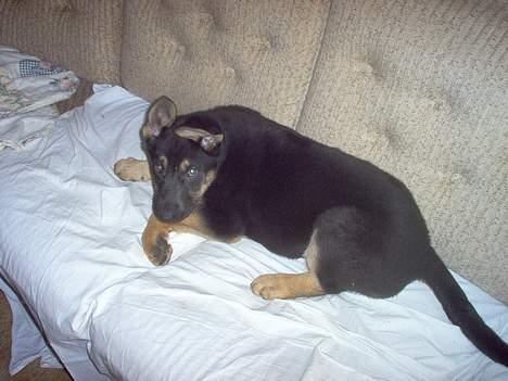 Schæferhund Bella - tager mig lige en slapper billede 3