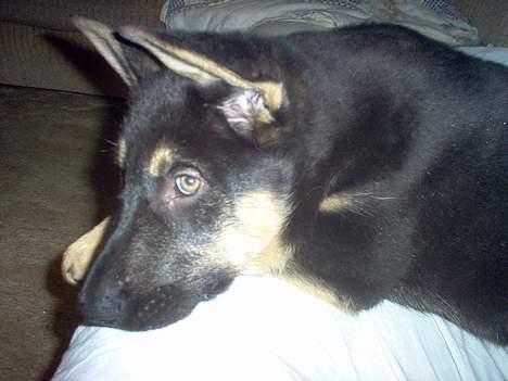 Schæferhund Bella - er mine øre ikke flotte.? billede 4