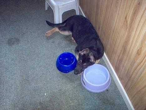 Schæferhund Bella - jeg er sulten billede 5