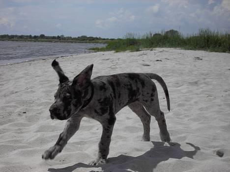 Grand danois Battie von Smedegyden R.I.P 2504-2014 - juni 2005, stranden for første gang og flyveører... billede 7