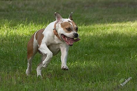 Amerikansk bulldog Lundahl's Bailey R.I.P. 18. december 2012 - Bailey 6 år gammel... billede 9