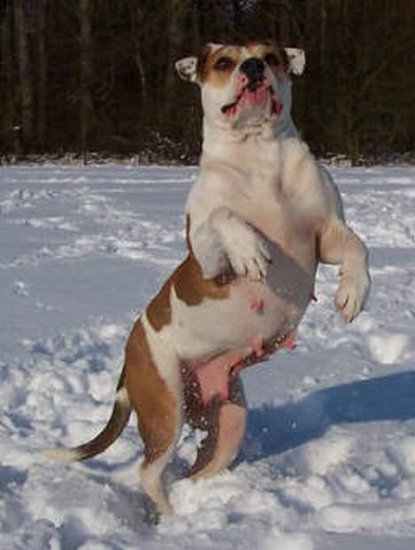 Amerikansk bulldog Lundahl's Bailey R.I.P. 18. december 2012 - Bailey 5 år gammel... billede 10