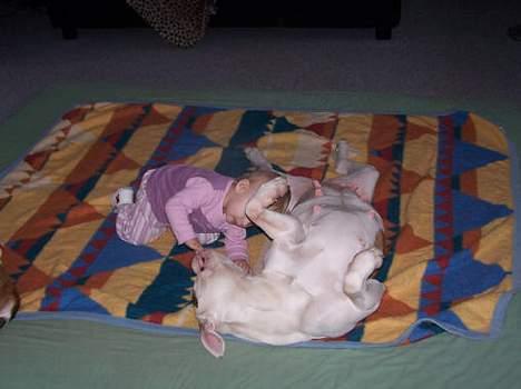 Amerikansk bulldog Kettner's Tequila R.I.P. 5/9 2011 - Hvad har du der Tequila? Piller dig lige lidt i munden. billede 12