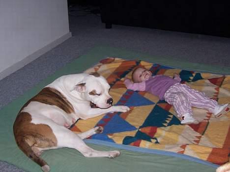 Amerikansk bulldog Kettner's Tequila R.I.P. 5/9 2011 - Tequila hygger med neice Celina på 14 måneder billede 13