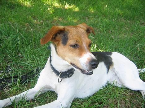 Dansk svensk gaardhund Rita (DØD 02.02.07) - 30 grader. Flaee uuu billede 19