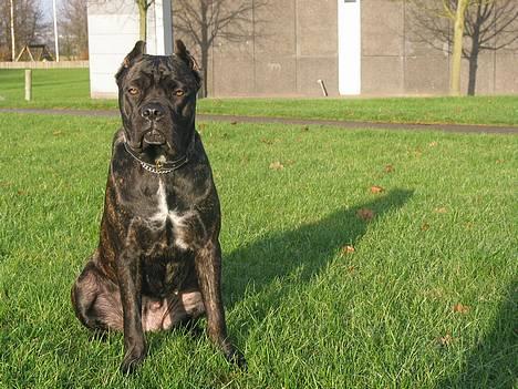 Cane corso xenia - xenia 9 måneder billede 1