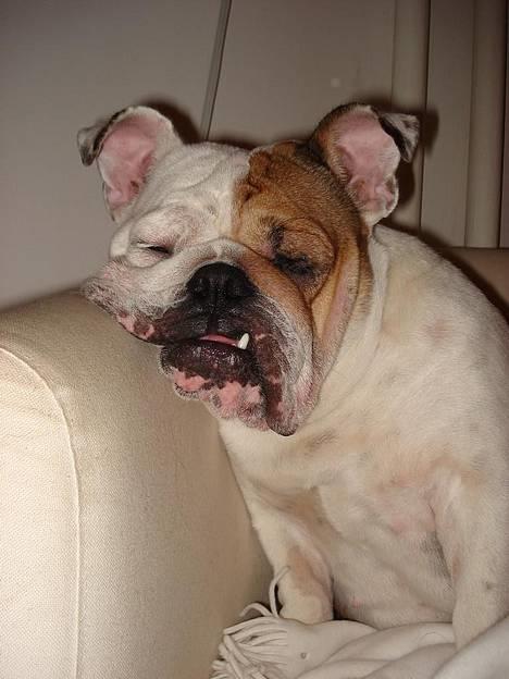 Engelsk bulldog Diva - "GÅ TUR!!!!.... Du kan sgu´ selv gå tur!!". billede 16