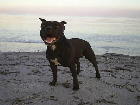 Staffordshire bull terrier Foxy billede 20