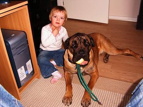 Cane corso Campo Di Cavello (Sussi) billede 14