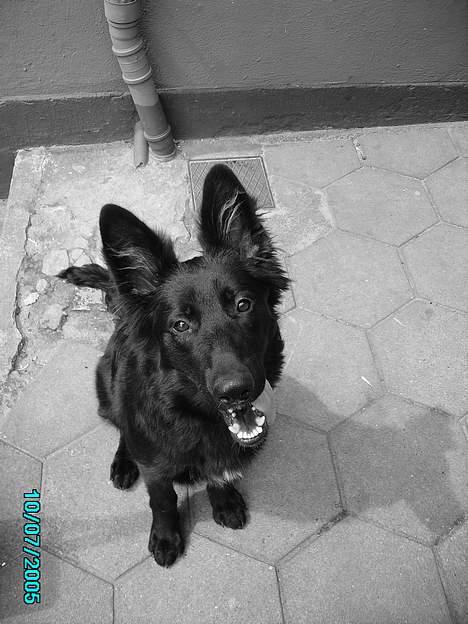 Schæferhund Mokka billede 1