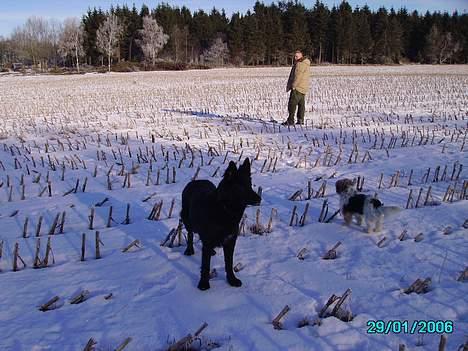 Schæferhund Mokka billede 2