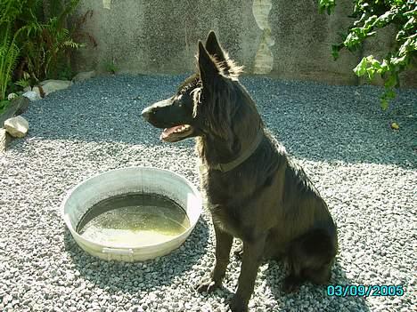 Schæferhund Mokka billede 3