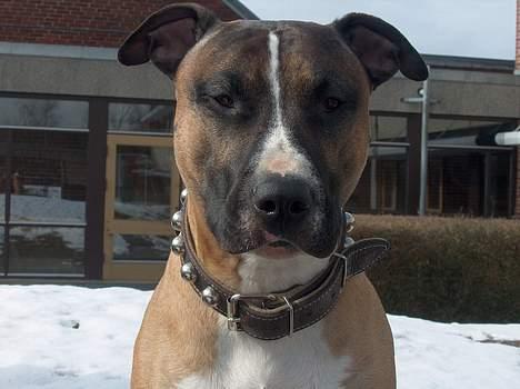 Blanding af racer kenzo R.I.P - Så stolt man er...ss billede 1