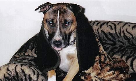 Blanding af racer kenzo R.I.P - mor jeg gidder altså ikke de billeder... billede 2