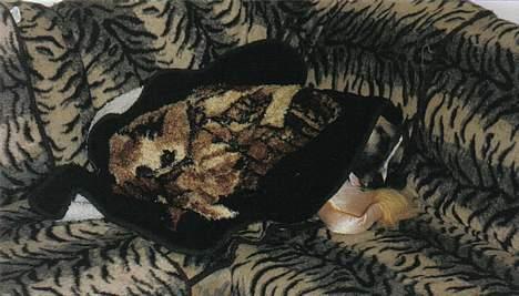 Blanding af racer kenzo R.I.P - ZZZZZZZZZZZZZZZZZZZZZZZZzzzzzzzzzzzzzzzzz billede 3