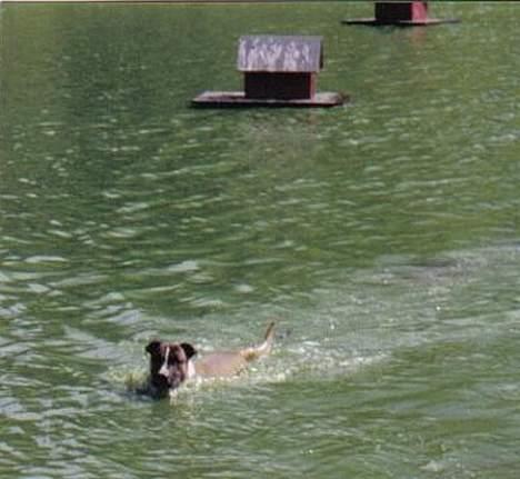 Blanding af racer kenzo R.I.P - kenzo elsker at svømme billede 4