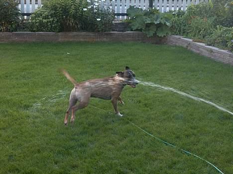 Blanding af racer kenzo R.I.P - vandkamp..gg billede 5