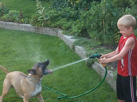 Blanding af racer kenzo R.I.P - ja han elsker vand... billede 6