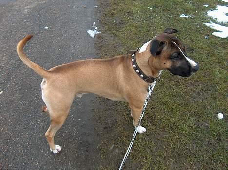 Blanding af racer kenzo R.I.P billede 8