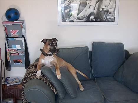 Blanding af racer kenzo R.I.P - er det her man kan flyde... billede 9